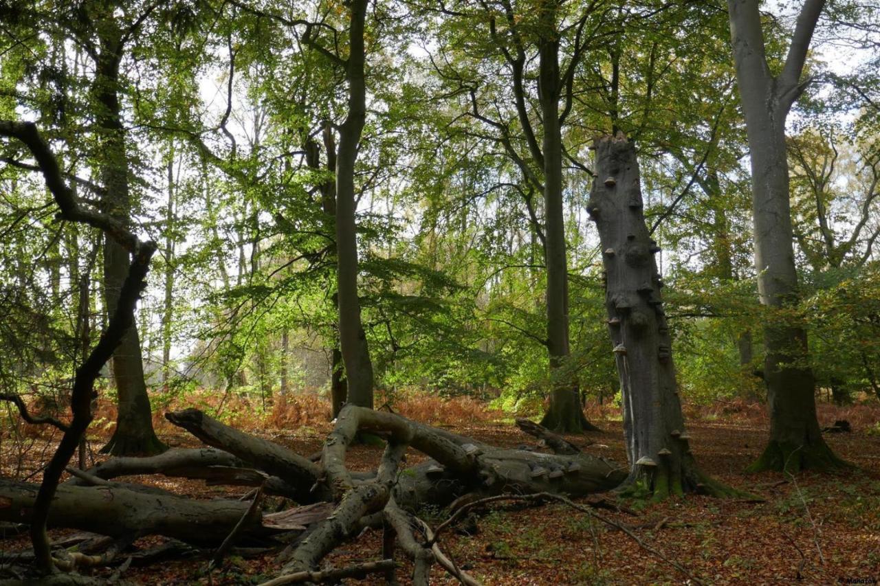 "Balmgarten" Im Naturpark Usedom, Bio Solarhaus Mit Grossem Garten Esterno foto